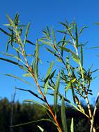 http://www.nps.gov/wica/naturescience/images/Sandbar-Willow.jpg